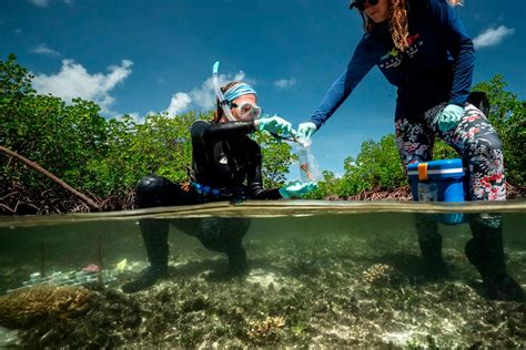 She’s unlocking the secrets of hardy corals to help restore marine 